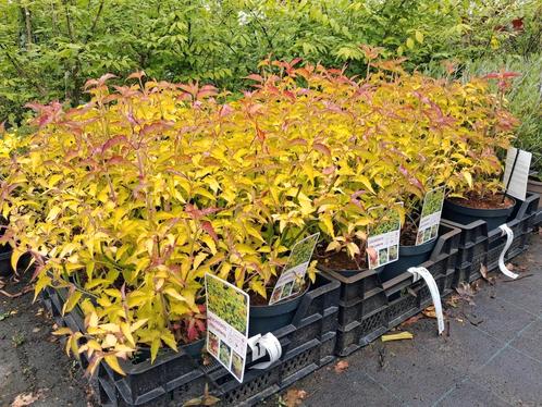 Leycesteria little lanterns, Fazantenbes meerdere voorraad, Tuin en Terras, Planten | Tuinplanten, Vaste plant, Overige soorten