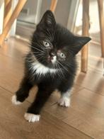 Brits korthaar te koop lees omschrijving, Dieren en Toebehoren, Katten en Kittens | Raskatten | Langhaar, Poes