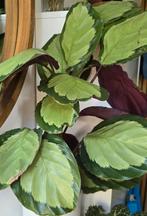 Calathea Orbifolia, Huis en Inrichting, Kamerplanten, Ophalen of Verzenden, Overige soorten, Minder dan 100 cm