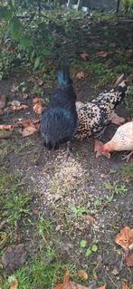 Hen + haan 2 maanden oud, Dieren en Toebehoren, Pluimvee, Meerdere dieren, Kip