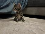 Maine Coon X kittens, Dieren en Toebehoren, Poes, Ontwormd
