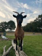 Dwerggeit vrouwtje 4 jaar, Dieren en Toebehoren, Vrouwelijk, Geit