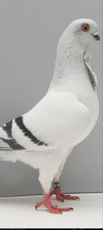 Italiaanse meeuwtjes, Dieren en Toebehoren, Vogels | Duiven, Mannelijk, Overige soorten