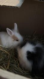 Dwergkonijnen, waarvan 1 hangoor., Dieren en Toebehoren, Konijnen, Meerdere dieren, Dwerg, Hangoor, 0 tot 2 jaar