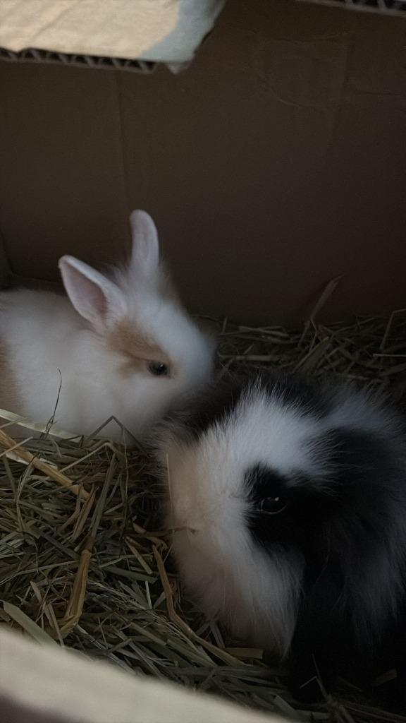 Dwergkonijnen, waarvan 1 hangoor., Dieren en Toebehoren, Konijnen, Dwerg, Meerdere dieren, 0 tot 2 jaar, Hangoor