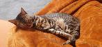 Bengal looking for new family, Dieren en Toebehoren, Katten en Kittens | Raskatten | Korthaar, Poes