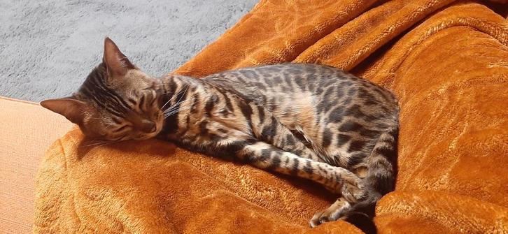 Bengal looking for new family, Dieren en Toebehoren, Katten en Kittens | Raskatten | Korthaar, Poes