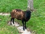 Tweejarige Ouessant Ooi te koop, Dieren en Toebehoren, Schapen, Geiten en Varkens, Vrouwelijk, Schaap