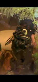 Kersenbuik cichliden, Dieren en Toebehoren, Vis, Zoetwatervis