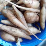 Yakon wortelknol, Ophalen of Verzenden, Eenjarig, Overige soorten, Volle zon