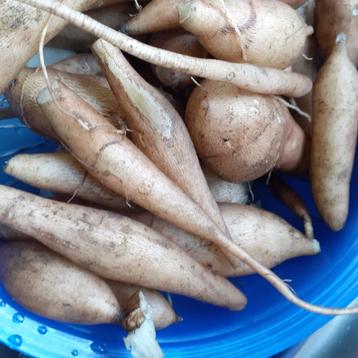 Yakon wortelknol beschikbaar voor biedingen