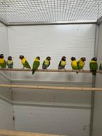 Agapornis personata, Dieren en Toebehoren, Meerdere dieren, Dwergpapegaai of Agapornis, Geringd