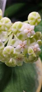 HOYA PACHYCLADA NEW MOON, In pot, Minder dan 100 cm, Bloeiende kamerplant, Halfschaduw