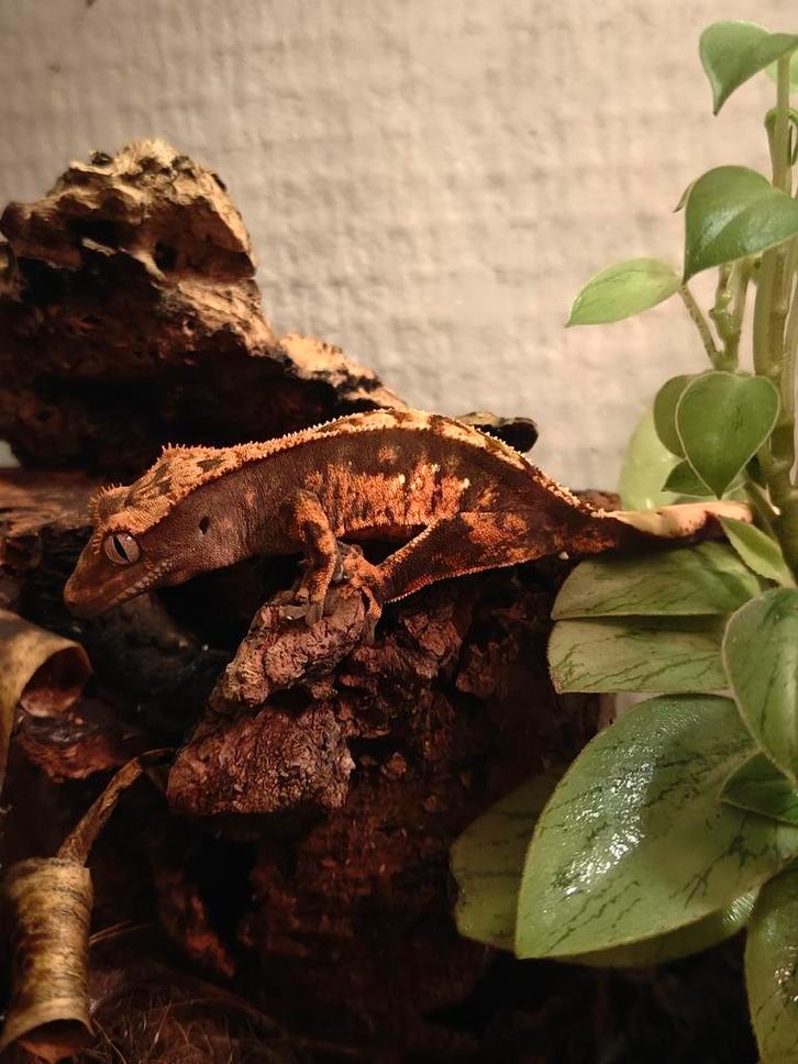 Nakweek wimpergekko, Dieren en Toebehoren, Reptielen en Amfibieën, Hagedis, 0 tot 2 jaar