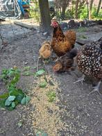 Cochin kriel haantjes, Dieren en Toebehoren, Pluimvee, Mannelijk, Kip