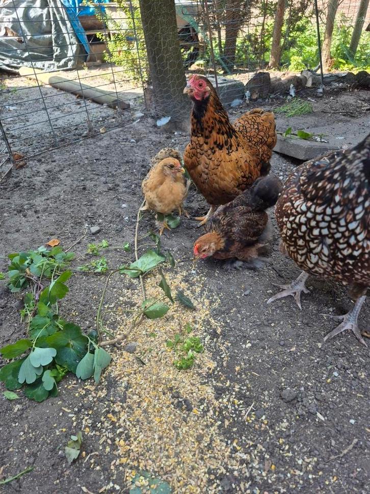 Cochin kriel haantjes, Dieren en Toebehoren, Pluimvee, Kip, Mannelijk