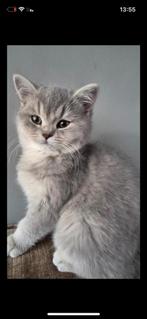 Britse korthaar ras kittens met stamboom, Dieren en Toebehoren, Katten en Kittens | Overige Katten, Meerdere dieren, Kortharig