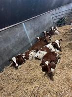 Rode runderen te koop, Meerdere dieren