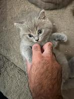 Ragdoll Kittens, Dieren en Toebehoren, Katten en Kittens | Raskatten | Korthaar, Meerdere dieren