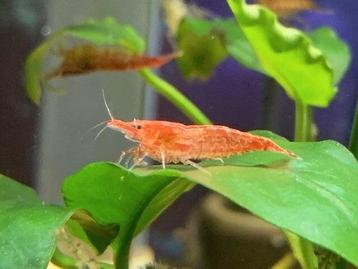Leuke rode aquarium vuurgarnaaltjes  beschikbaar voor biedingen