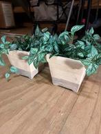 2x Nep planten in pot - 20cm hoog, Volledige schaduw, Overige soorten, Ophalen of Verzenden, In pot