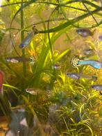 King cobra guppen, Dieren en Toebehoren, Vissen | Aquariumvissen, Vis