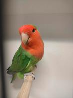 Man 2018, Mannelijk, Dwergpapegaai of Agapornis, Geringd