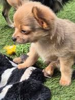 Superknappe chihuahua pups, CDV (hondenziekte), 8 tot 15 weken, Meerdere, Meerdere dieren