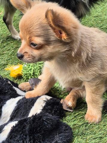 Superknappe chihuahua pups beschikbaar voor biedingen
