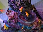 Dendrobates tinctorius Nominat, Amfibie