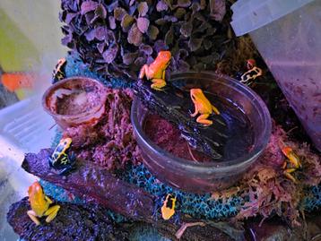 Dendrobates tinctorius Nominat  beschikbaar voor biedingen