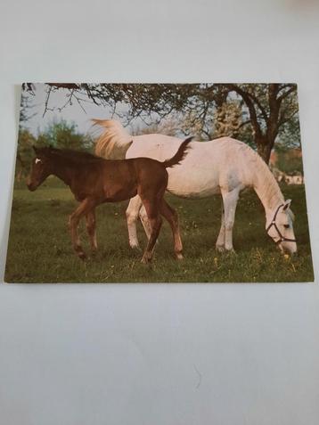 paard paarden kaart Poppverlag beschikbaar voor biedingen
