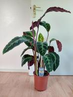 Calathea Warscewiczii - Pauwenplant / Shadowplant H: 90 cm., Ophalen, Overige soorten, Halfschaduw, Minder dan 100 cm