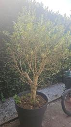 grote olijfboom, 100 tot 250 cm, Olijfboom, Zomer, Ophalen