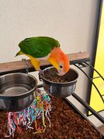 Roestkop Caique (Vrouwtje), Vrouwelijk, Papegaai, Pratend