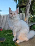 Prachtige maine coon kittens te koop met stamboom, Dieren en Toebehoren, Meerdere dieren, Met stamboom