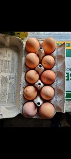 Broedeieren Bielefelder, Geslacht onbekend, Kip