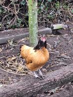 kippen, Dieren en Toebehoren, Pluimvee, Vrouwelijk, Kip