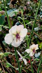 Verbascum, Ophalen, Overige soorten, Volle zon