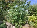 Walnotenboom, Tuin en Terras, Planten | Fruitbomen, Ophalen, 250 tot 400 cm, In pot