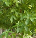 Lei liquidambar / lei Amberboom, Ophalen of Verzenden, Halfschaduw, Leiboom