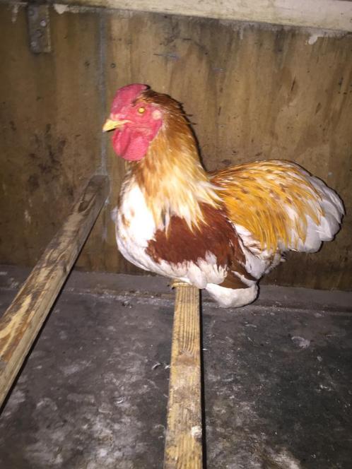 Broedeieren Wyandotte kriel, Dieren en Toebehoren, Pluimvee, Kip, Geslacht onbekend