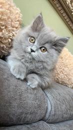 Brits langhaar poesje 14 weekjes oud, Poes, Gechipt, 0 tot 2 jaar