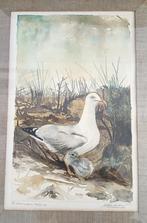 antieke tekening, aquarel Meeuw gesigneerd Klinkenberg '45, Antiek en Kunst, Ophalen of Verzenden