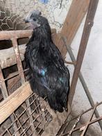 Sussex buff Colombia ayam cemani Antwerse Baardkriel, Dieren en Toebehoren, Pluimvee, Mannelijk, Kip
