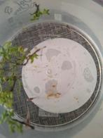 6 baby platys blauw, Dieren en Toebehoren, Vis