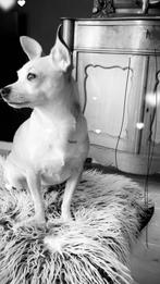 Honden opvang het gouden mandje  🐶🐕, Dieren en Toebehoren, Ophalen of Verzenden, Nieuw