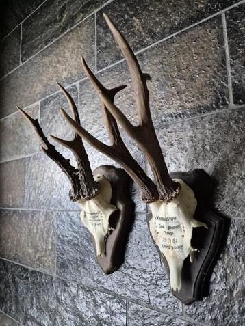 2 mooie ree geweien samen € 20 jacht hut mancave kerst d76 beschikbaar voor biedingen