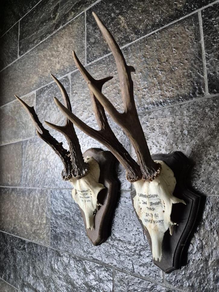 2 mooie ree geweien samen € 20 jacht hut mancave kerst d76, Verzamelen, Dierenverzamelingen, Gebruikt, Gewei of Kop, Hert, Ophalen of Verzenden