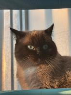 Mijn lieve kater zoekt een poezenvriendin